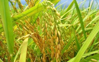 綠達(dá)9320水稻品種的特性，每畝有效穗數(shù)23.6萬(wàn)