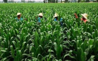 中科玉507玉米種子介紹，4月下旬至5月上旬播種