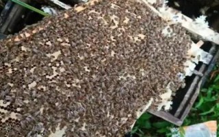 養(yǎng)蜜蜂怎么防止壁虎，最有效的辦法是發(fā)展強(qiáng)群