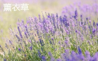 薰衣草和馬鞭草的區(qū)別，薰衣草的花序呈輪傘狀