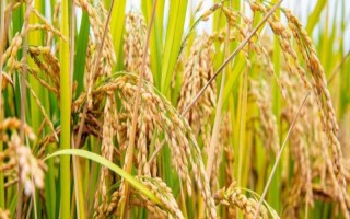 田禾1號水稻種子特征特性，感溫型常規(guī)稻品種