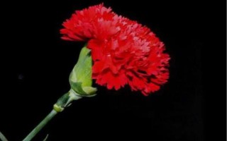 紅色康乃馨適合送什么人，適合贈送給母親或師長