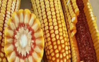 金苑玉109玉米品種的特性，適宜密度4500株/畝左右