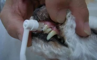 狗狗口臭的原因，可能是患有口腔和牙科病