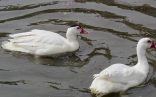 在農(nóng)村發(fā)展什么養(yǎng)殖業(yè)能賺錢，中華鱉、中國圓田螺等品種均有可觀利潤