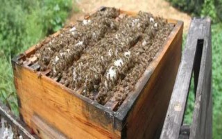 蜜蜂出勤不積極的原因，可能是群勢太弱或蜂王太老等