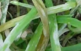 韭菜灰霉病，是由病原菌侵染引起的