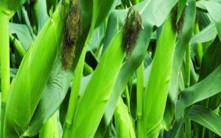 申科青503玉米種子介紹，夏播應(yīng)在7月20日前播種