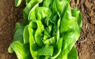 奶油生菜的外形特征，葉子呈卵圓形