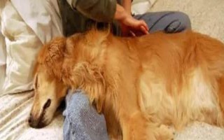 怎么幫狗狗按摩，分為頭部按摩、耳部按摩、背部按摩、肩部按摩等