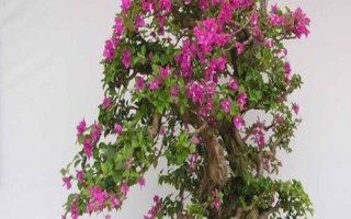 三角梅的花期有多長，養(yǎng)護(hù)得當(dāng)一年四季開花不斷