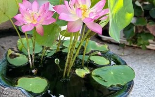 荷花水培會不會長蓮蓬，水培養(yǎng)殖的荷花是不可長出蓮蓬