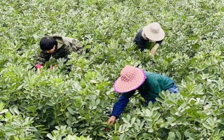 蠶豆什么時候種植，不同的地區(qū)種植時間不同