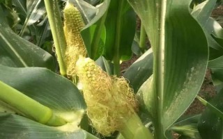 賓玉39號玉米種子特征特性，普通玉米品種
