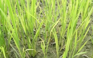 科A水稻品種的特性，5月中旬播種