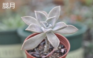 姬朧月和朧月有什么區(qū)別，前者是草本植物、后者是常綠灌木