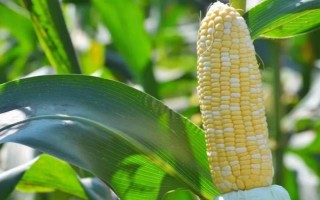 九圣禾235玉米種子介紹，每畝適宜種植密度5000株