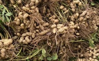 花生有哪些生長特點，地上開花地下結(jié)果、花朵呈單生或簇生狀