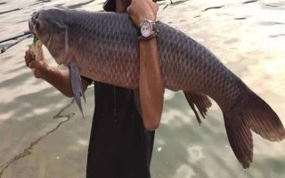黑坑釣青魚怎么釣上魚快，要根據(jù)季節(jié)選擇出釣時(shí)間