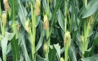 吉耘816玉米品種的特性，4月20日后至5月1日前播種