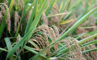 深兩優(yōu)1124水稻種簡介，4月中下旬播種