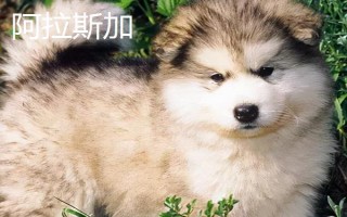 阿拉斯加和哈士奇的區(qū)別有哪些，體型、瞳孔顏色均不同