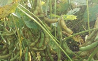 鐵豆86大豆種子簡(jiǎn)介，注意防治病蟲害
