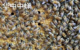 土蜂屬于哪種蜜蜂，一般是指中華蜜蜂