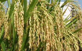 綠糯3號水稻種子特點，全生育期為148.6天
