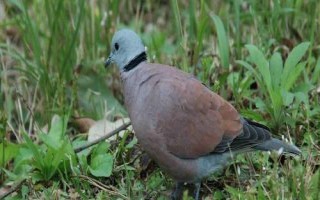 斑鳩怎么分公母，可根據(jù)頭的形狀、眼睛位置或眉毛長短等分辨