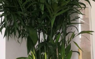夏威夷竹子怎么養(yǎng)殖，生長季節(jié)每個月追施1-2次氮肥