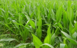 金穗888玉米種子特點，在試驗3000株/畝密度下