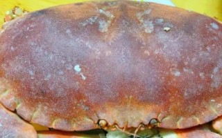 面包蟹和黃道蟹有什么區(qū)別，面包蟹屬于黃道蟹里面的一個品種