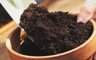 怎么給格桑花摘心，有十片左右葉子的時(shí)候進(jìn)行
