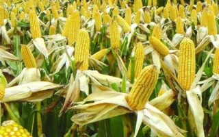 玉米的生長周期，與氣候、品種都有一定聯(lián)系