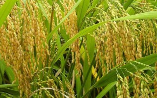 金航油占水稻種子特征特性，晚造平均全生育期115天