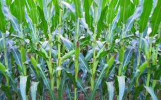 赤糯7號(hào)玉米種子簡(jiǎn)介，中抗莖腐病（17.9%MR）