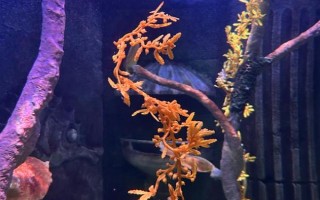 花天使魚好不好養(yǎng)，飼養(yǎng)難度一般