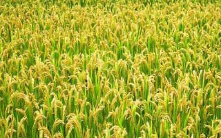 廣8優(yōu)龍絲苗水稻種子簡(jiǎn)介，全生育期150.7天