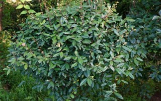 木半夏與胡頹子有什么區(qū)別，植物類型、葉片、花朵等方面均不同
