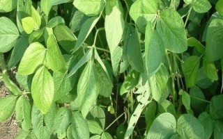 蘇新6號大豆品種簡介，每畝定植1.6萬株左右