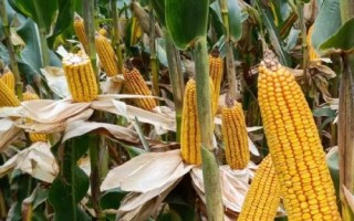 鐵玉121玉米種子簡介，3月下旬至4月上旬播種