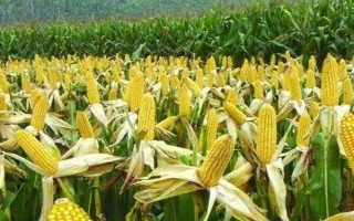 金科986玉米種子特點(diǎn)，遼寧省春播生育期126天