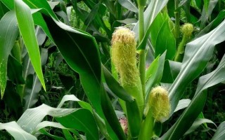 金華13號玉米種子特點(diǎn)，秋植全生育期74~80天