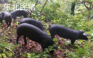 豬有哪些品種，包括杜洛克、成華豬、大白豬、長(zhǎng)白豬等種類