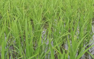 隆優(yōu)4456水稻種子特點，全生育期117.1天