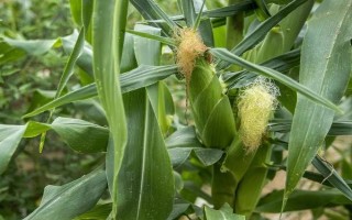 勝玉16號（試驗(yàn)名稱：勝玉16號）玉米種子介紹，注意防治莖腐病
