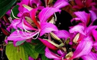 紫荊花的花語，寓意繁榮、壯觀、奮進