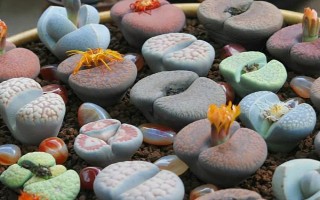 生石花如何換盆，可在生長(zhǎng)季節(jié)換盆