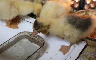 飼養(yǎng)雛鵝要注意什么，放在環(huán)境良好的育雛室內(nèi)養(yǎng)護
